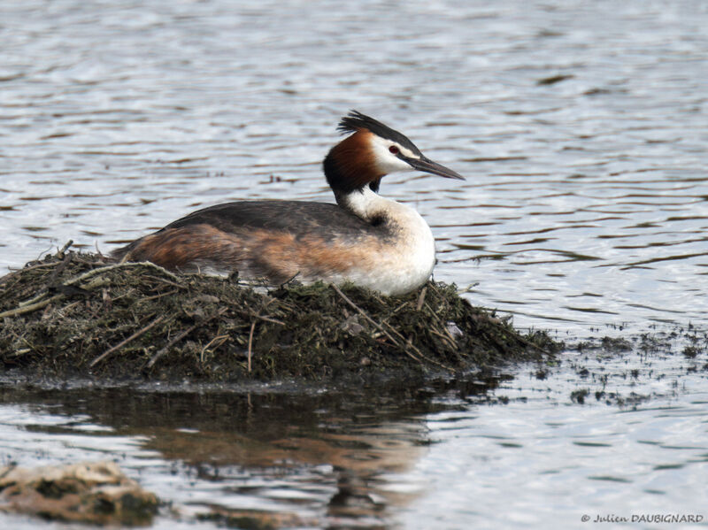 Great Crested Grebeadult, Reproduction-nesting