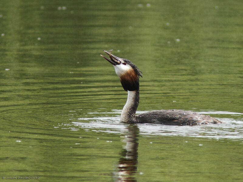 Great Crested Grebeadult, identification, feeding habits