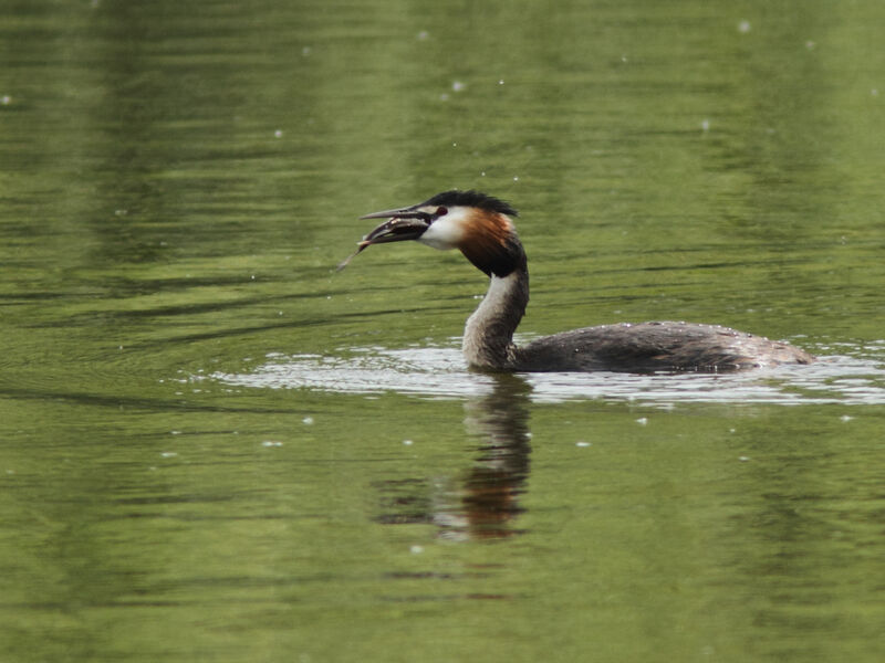 Great Crested Grebeadult, identification, feeding habits