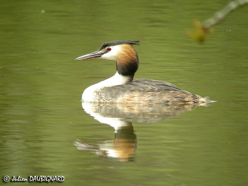 Great Crested Grebe