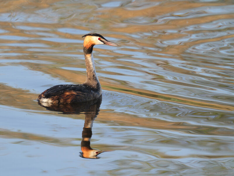 Grèbe huppé, identification