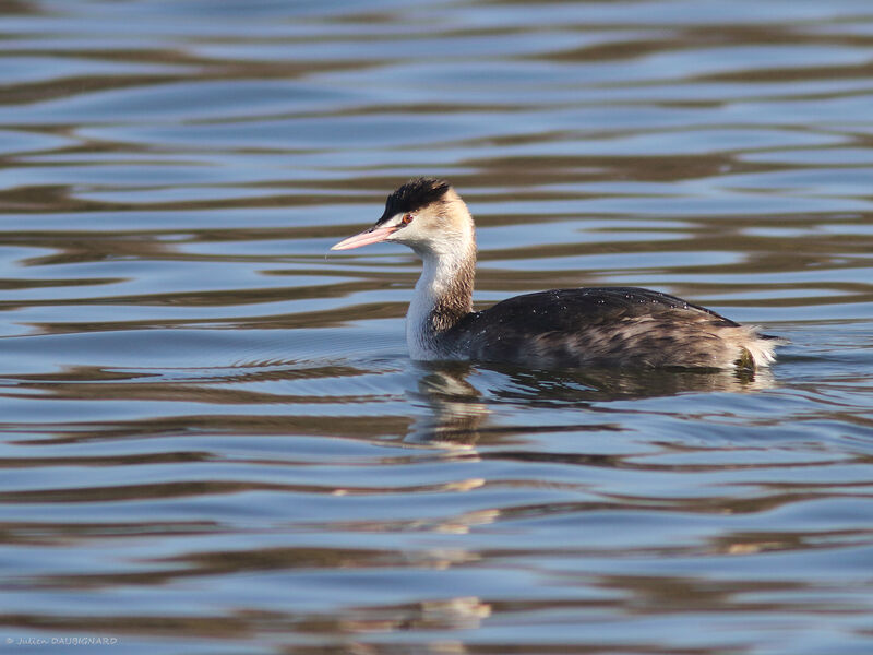 Great Crested Grebe, identification