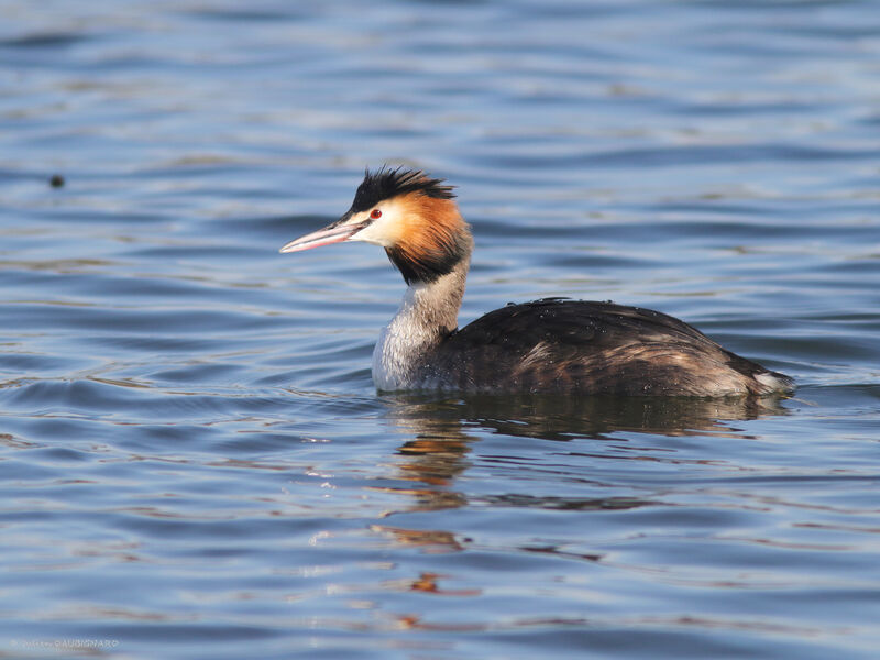 Great Crested Grebeadult breeding, identification