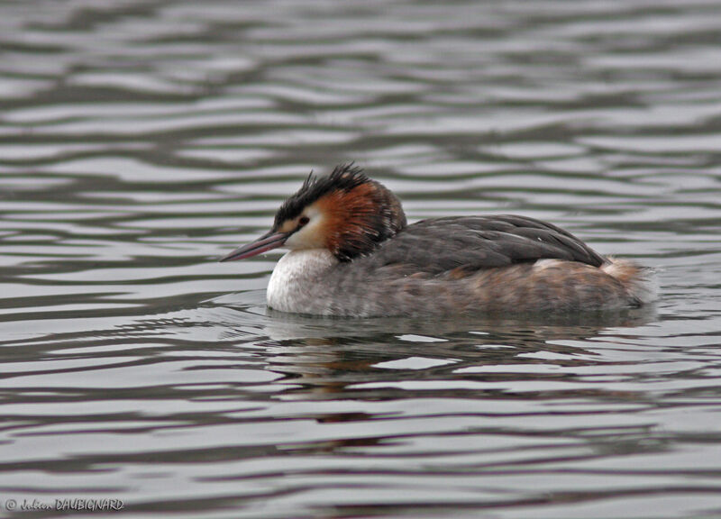 Grèbe huppé, identification