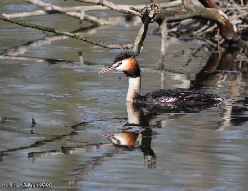 Grèbe huppéadulte, identification