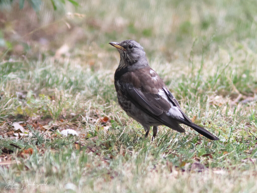Grive litorne, identification