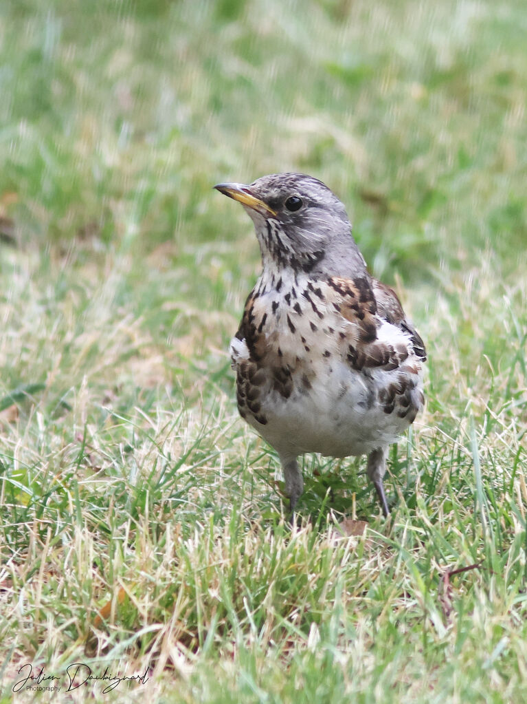 Grive litorne, identification