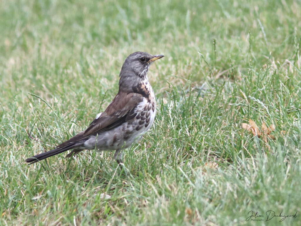 Grive litorne, identification