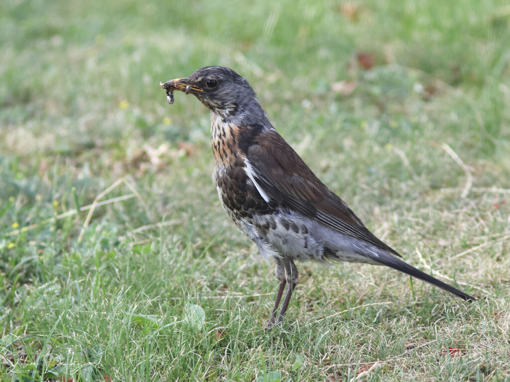 Grive litorne, identification