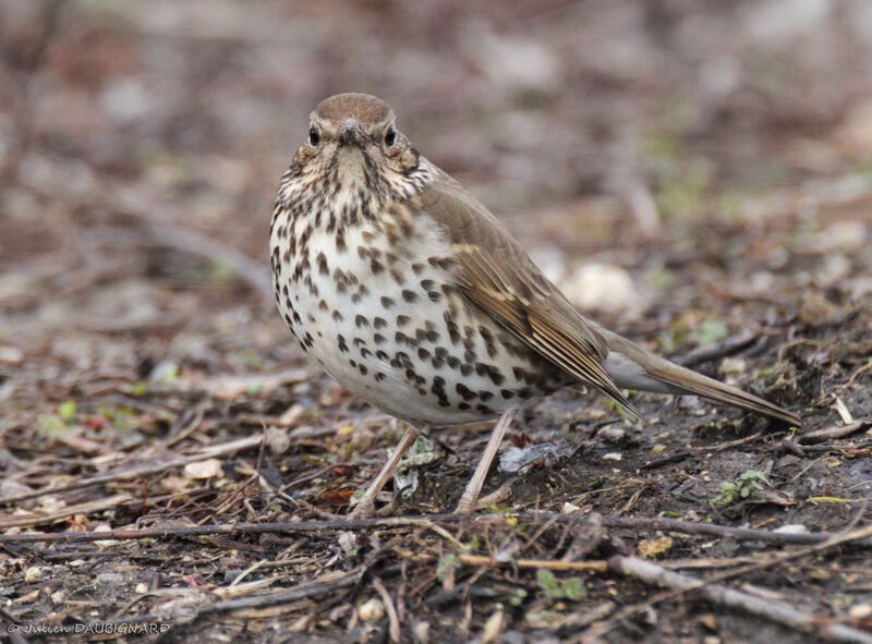 Song Thrush, identification