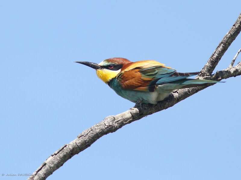 Guêpier d'Europeadulte, identification