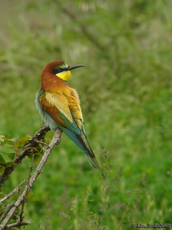 Guêpier d'Europe, identification