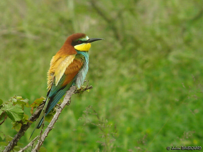 European Bee-eater, identification