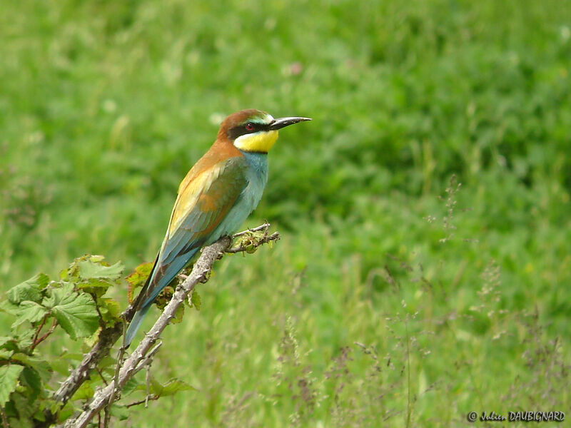 Guêpier d'Europe, identification