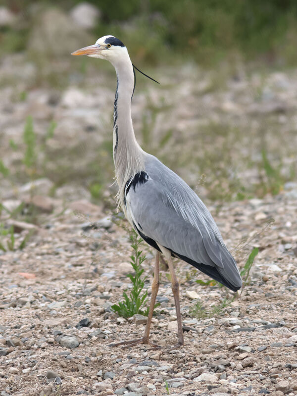 Héron cendréadulte, identification