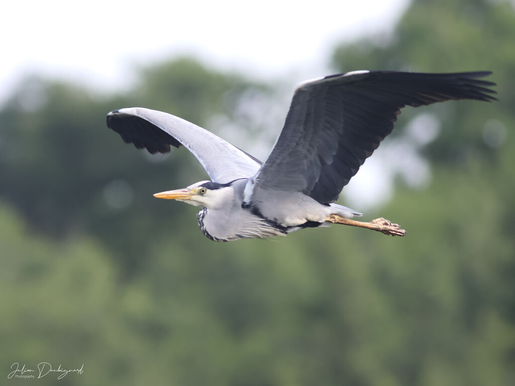 Grey Heron