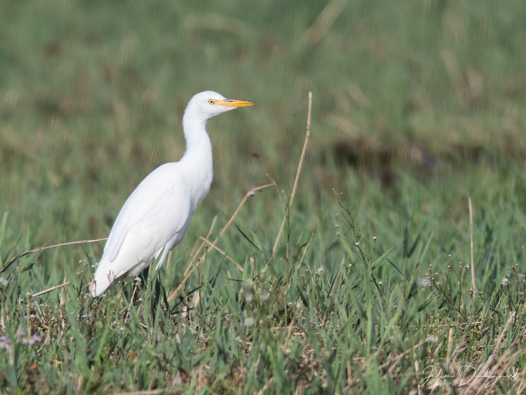 Héron garde-boeufs, identification