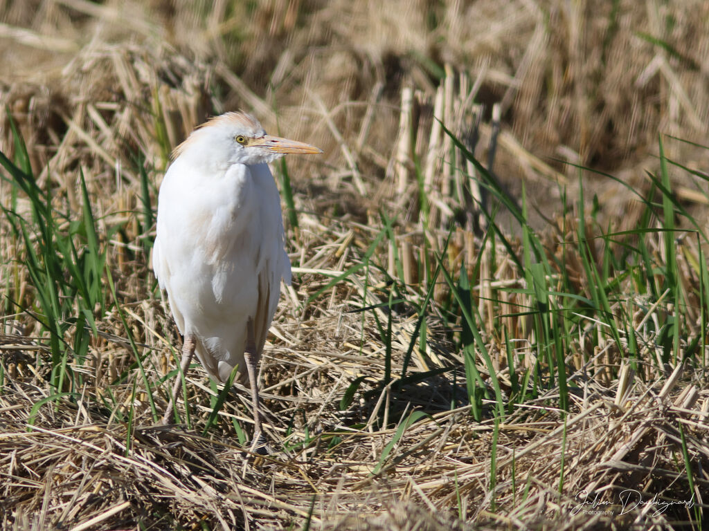 Héron garde-boeufsadulte nuptial, identification