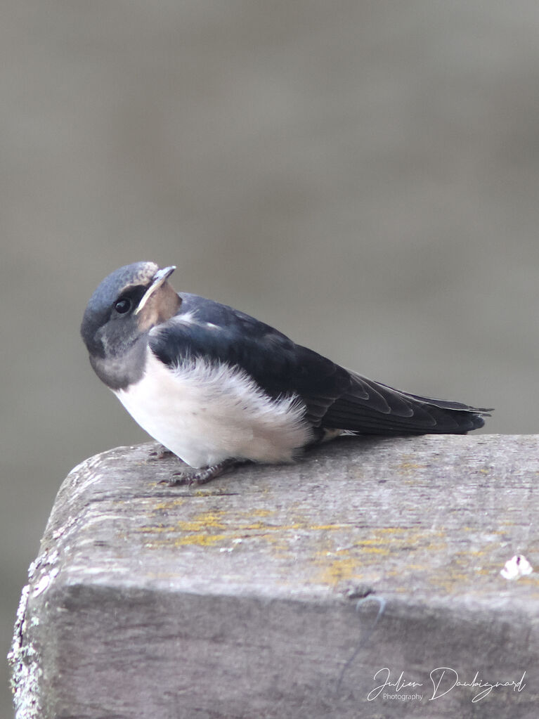 Hirondelle rustiquejuvénile, identification