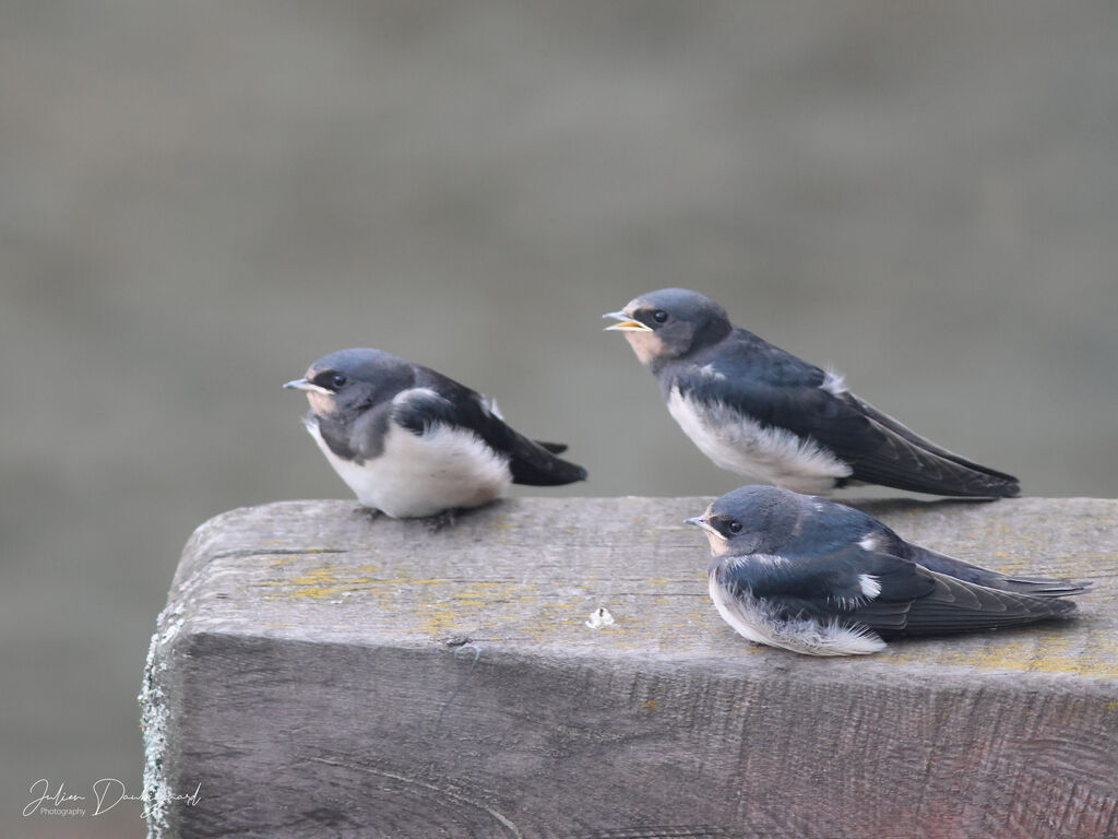 Hirondelle rustique, identification