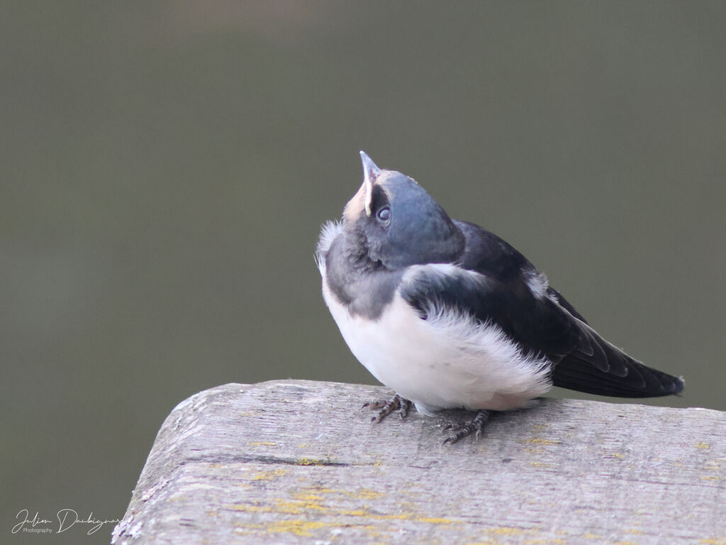 Hirondelle rustiquejuvénile, identification