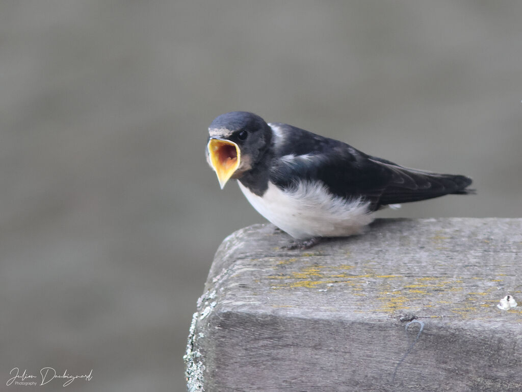 Hirondelle rustiquejuvénile, identification