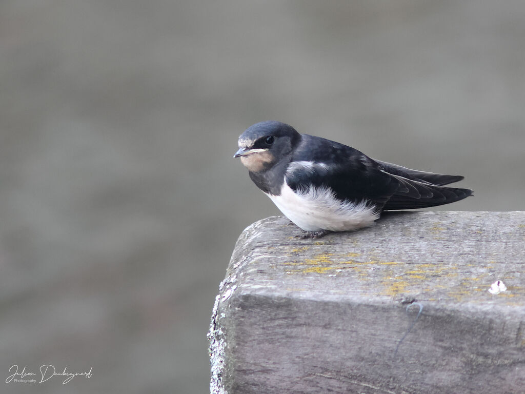 Hirondelle rustiquejuvénile, identification