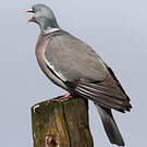 Pigeon ramier