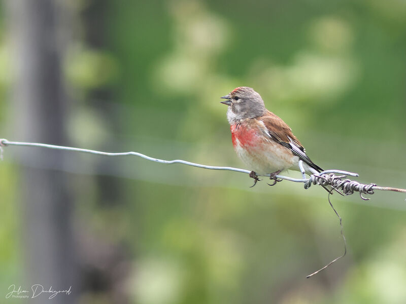 Linotte mélodieuse mâle, identification