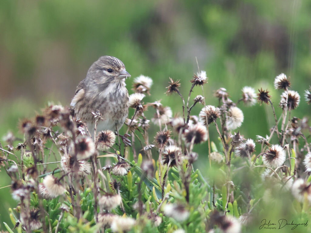 Linotte mélodieuse femelle, identification
