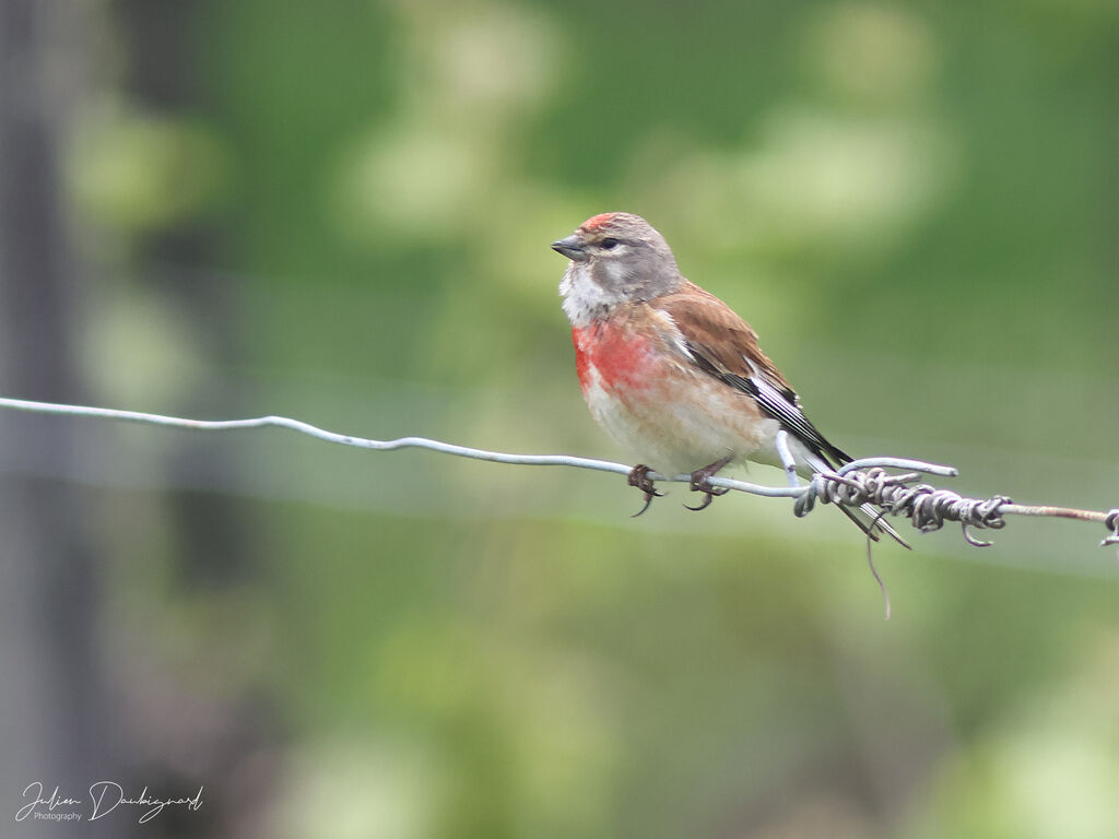 Linotte mélodieuse mâle adulte, identification