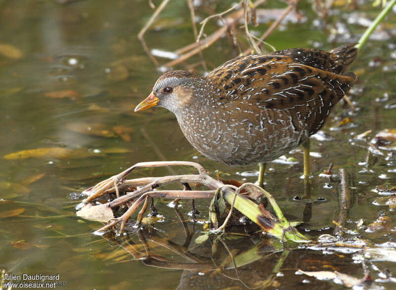 Spotted Crakeadult, identification