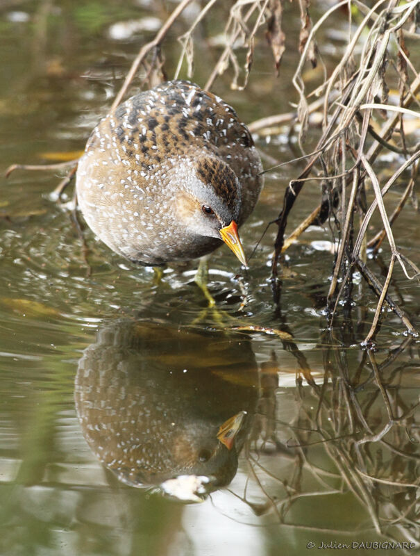 Spotted Crake, identification