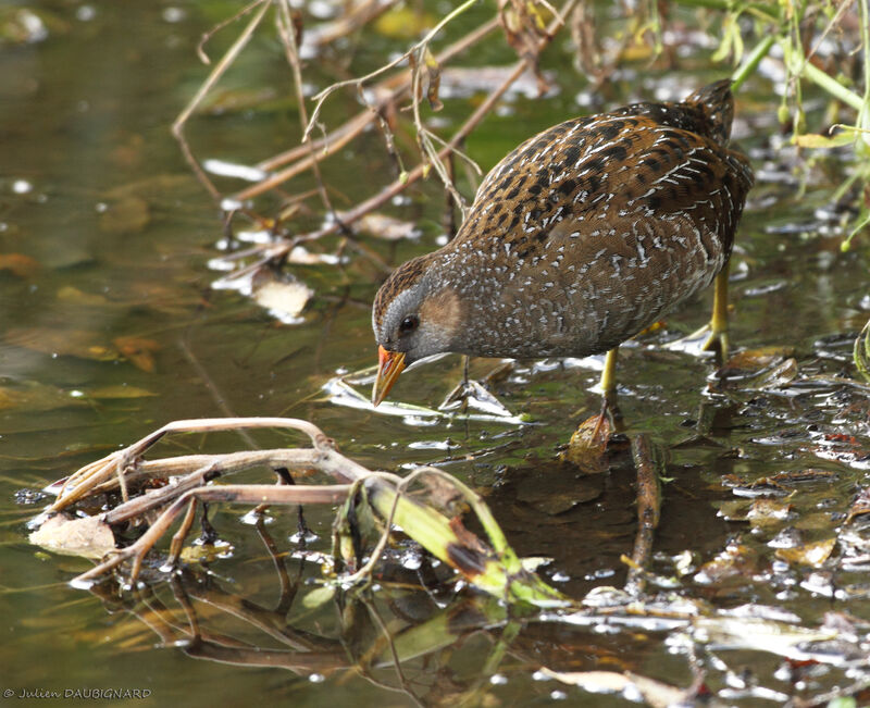 Marouette ponctuée, identification