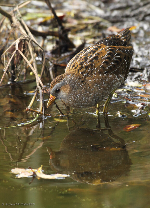 Spotted Crake, identification