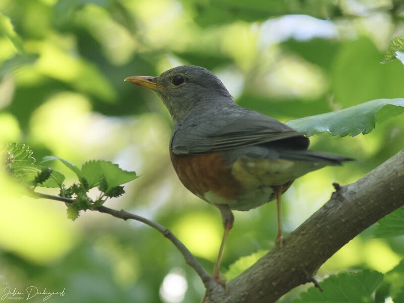 Merle à dos gris, identification