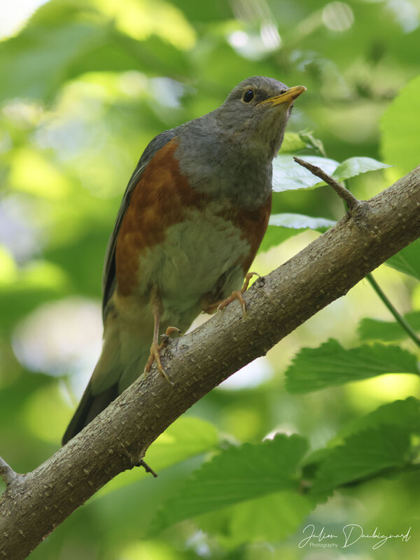 Merle à dos gris, identification