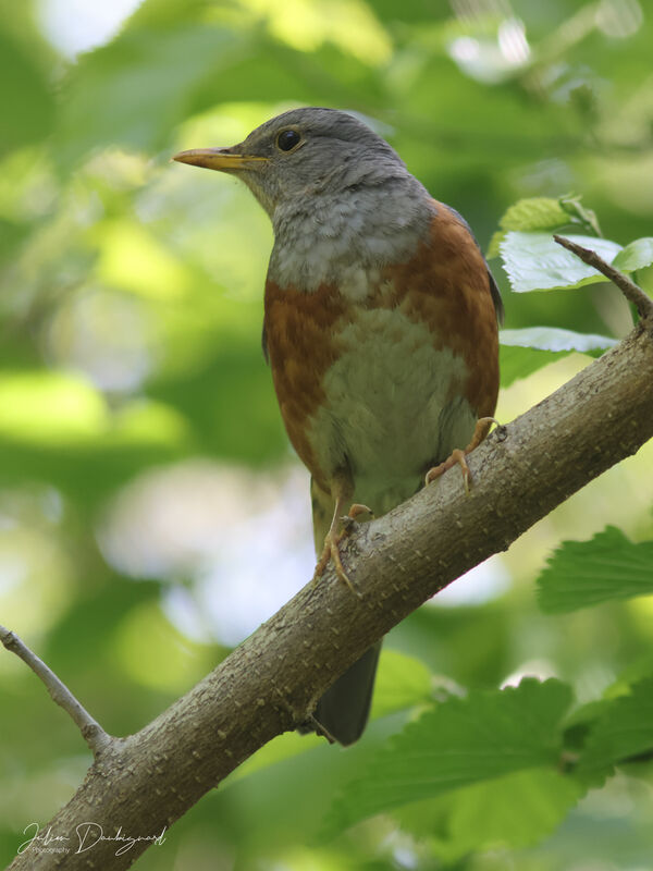 Merle à dos gris, identification