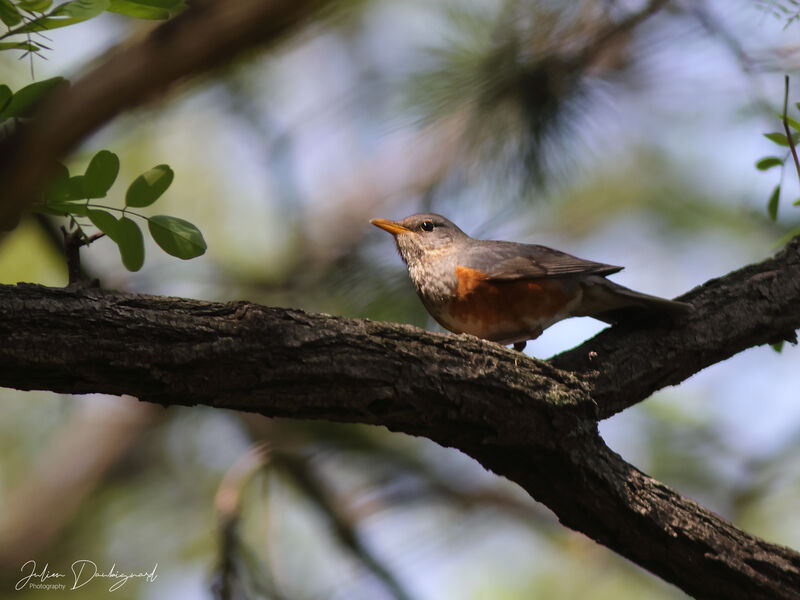 Merle à dos gris, identification