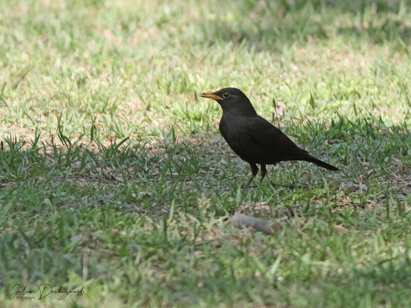 Merle oriental, identification