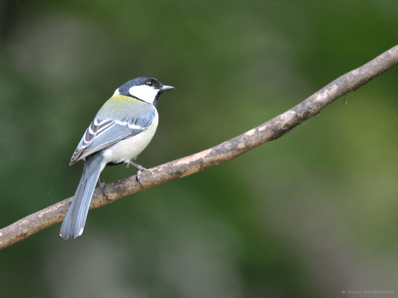 Mésange de Chine, identification