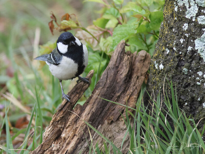 Mésange de Chine, identification