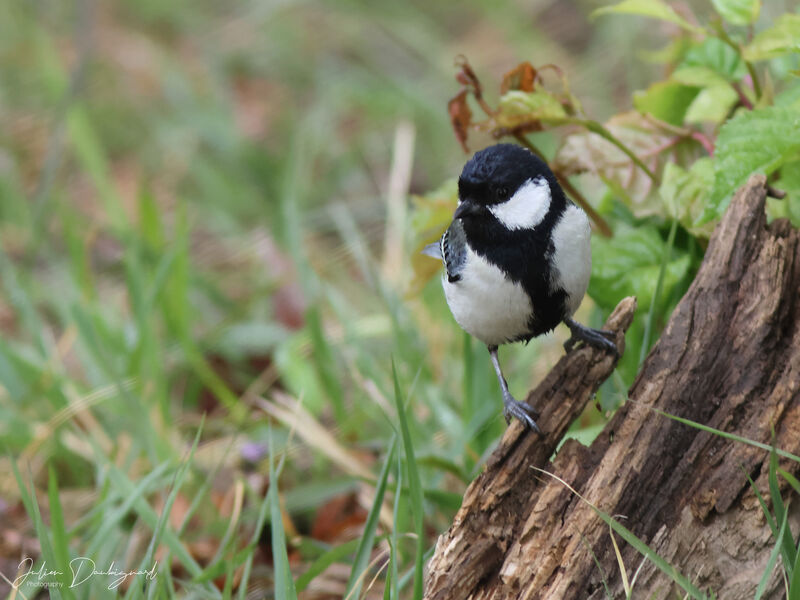 Cinereous Tit, identification