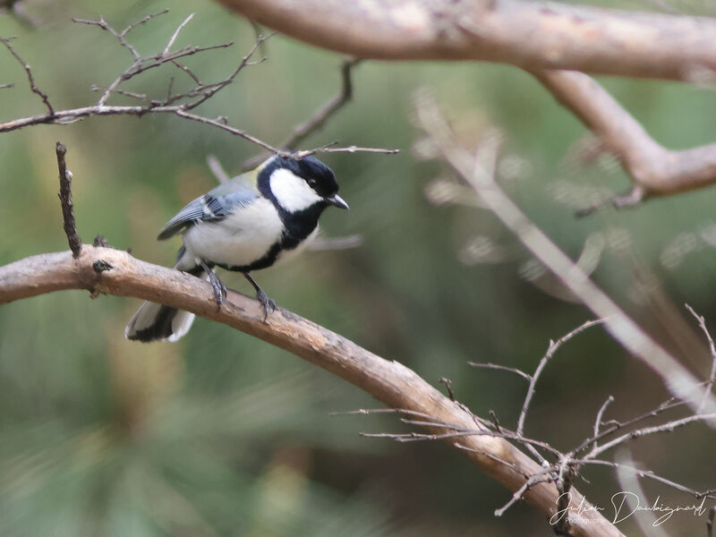 Cinereous Tit, identification