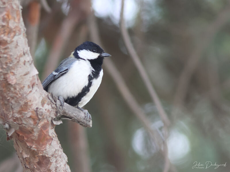 Cinereous Tit, identification