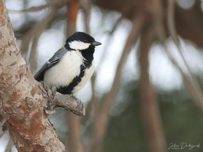 Cinereous Tit, identification