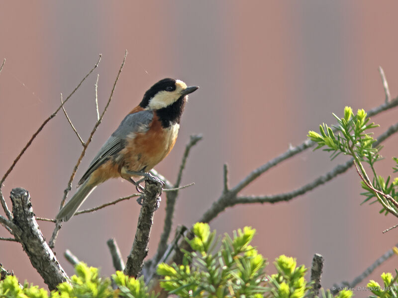 Varied Tit, identification