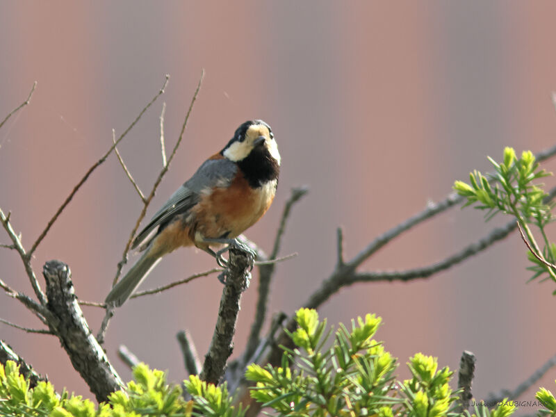 Varied Tit, identification