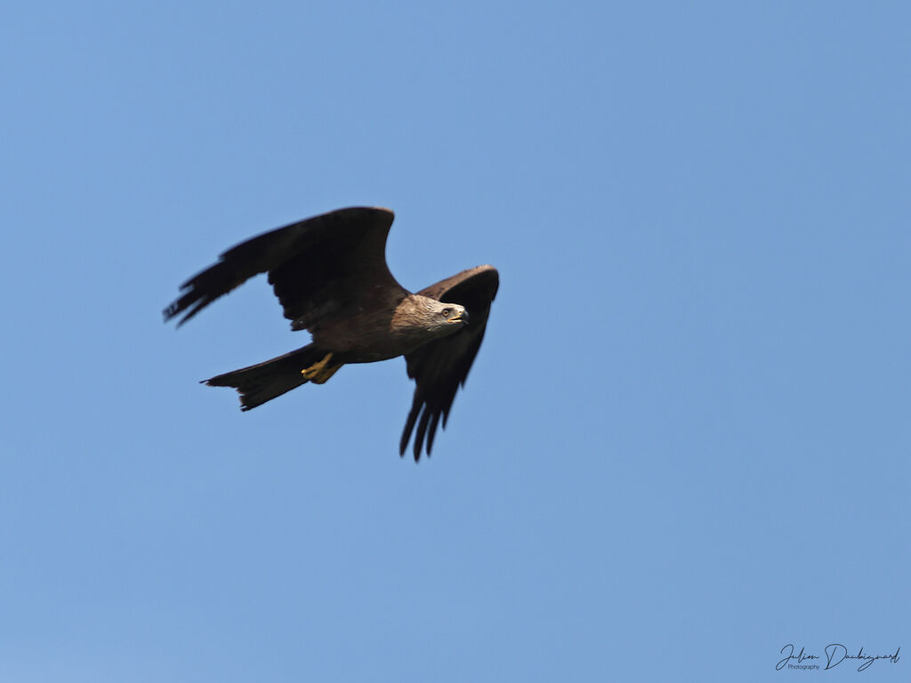 Black Kite