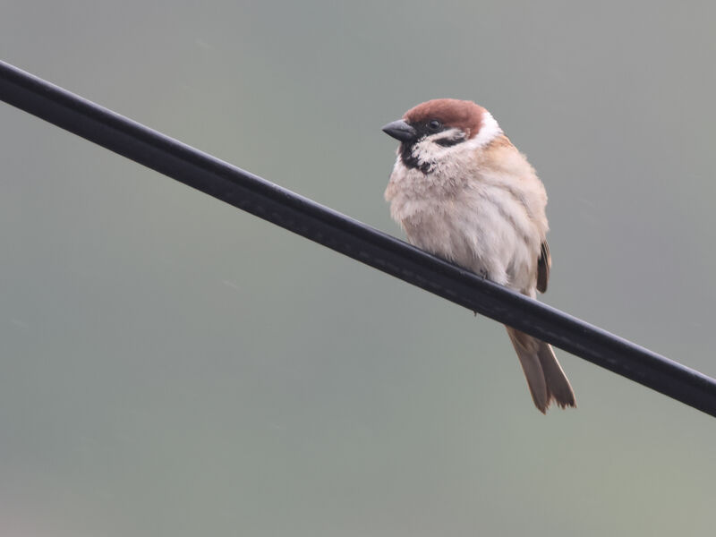 Moineau friquet, identification